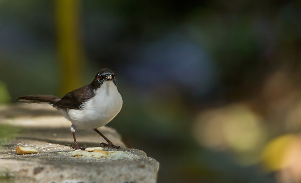 Dark-backed Sibia Black-tailed birds are catching twigs and on the ground looking for food.