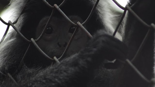 Close up of a Silvery Lutung monkey in a chain-link cage.