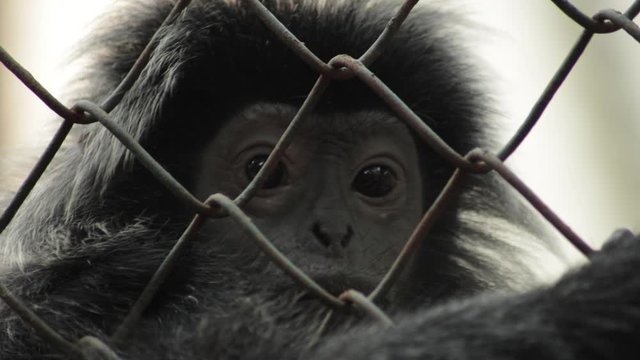 Silvery Langur monkey looking out from inside a chain link cage.
