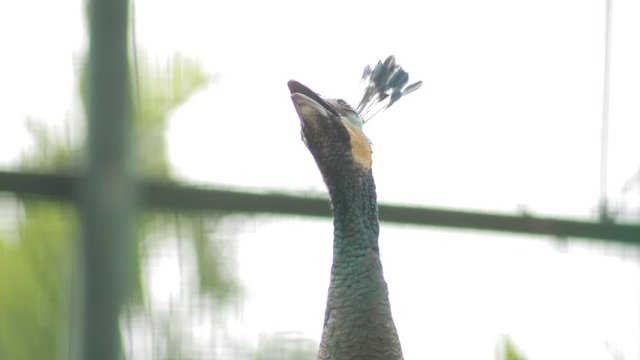 Close up of a Green Peafowl preening feathers.