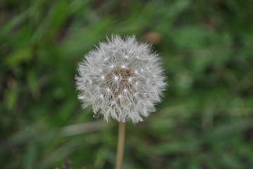 decorative plants