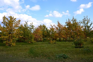 Fototapeta na wymiar Overgrown seedlings in the laid Togliatti arboretum