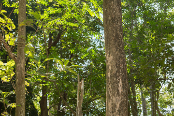Obraz premium Teak tree in the forest 