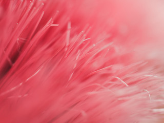 Abstract red pink