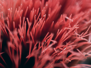 Abstract red