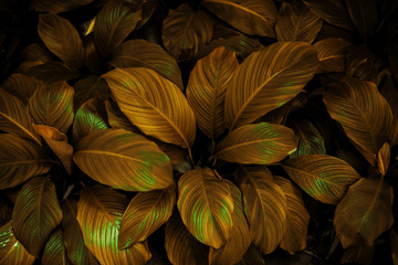 Naklejka na ściany i meble leaves of Spathiphyllum cannifolium, abstract green texture, nature background, tropical leaf