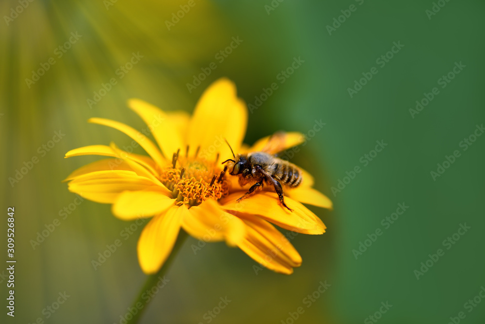 Wall mural bee. close up of a large striped bee collecting pollen on a yellow flower on a sunny summer day . ma