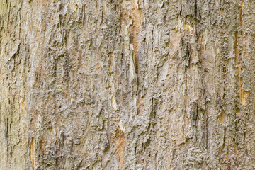 Old tree bark very detailed texture background