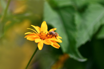 Bee. Honey bee pollinating a bright yellow flower.  Macro horizontal photography