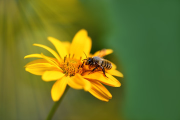 Bee. Close up of a large striped bee collecting pollen on a yellow flower on a Sunny summer day . Macro horizontal photography