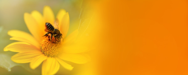 Banner. Bee. Close up of a large striped bee collecting pollen on a yellow flower, on the right a...