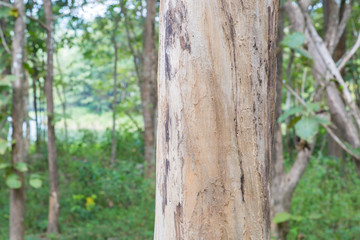 Teak tree in the forest with blurred background
