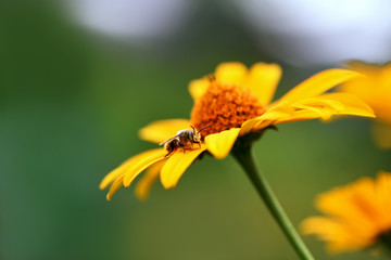 Bee. Close up of a large striped bee collecting pollen on a yellow flower on a green background in a field.  Macro horizontal photography