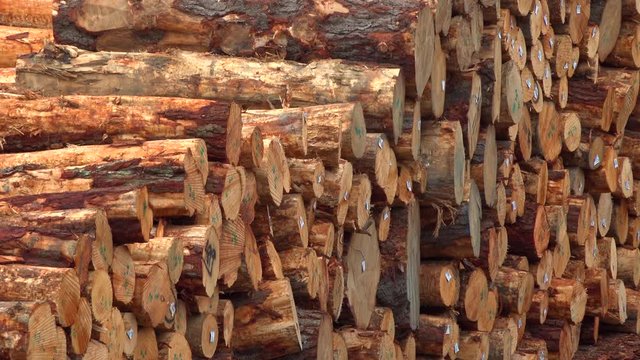wooden logs neatly in stock