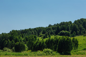 Fototapeta na wymiar Summer green forest on the hill with clear blue sky