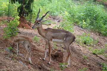Naklejka na ściany i meble Herd of impala antelope in natural habitat.A male impala controls his harem of females