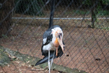 Leptoptilos dubius in zoo India.Closeup side of greater adjutant stork (Leptoptilos dubius) big...