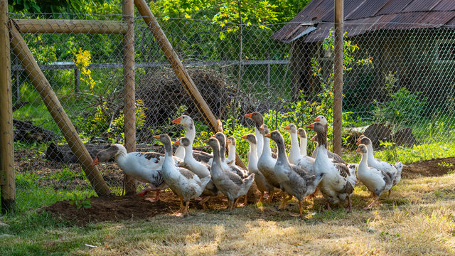 campo, gansos, cerca, &aacute;rbol, hojas, ranas, cerco, malla, aves, tierra, casa, antigua, parvada, foco