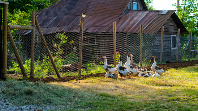 familia, aves, campo, gansos, cerca, &aacute;rbol, hojas, ranas, cerco, malla, aves, tierra, casa, antigua, parvada, foco