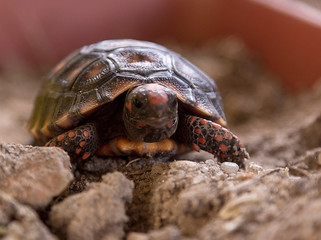 closeup of a turtle