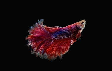 Fototapeta premium Siamese fighting fish isolated black background. Colorful freshwater fishes. Dark fancy thai betta super red spreading fin long tail dress swimming. Close up and focus selection with CLIPPING PATH