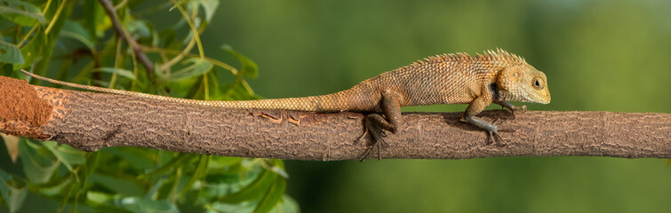 Oriental Garden Lizard (Calotes versicolor), Udawalawe National Park, Sri Lanka