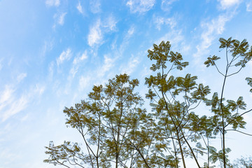 tree and sky