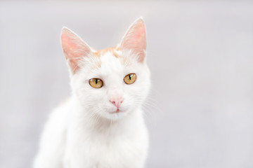 cat on a black background