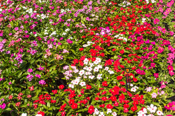 There are beautiful and colorful flowers in the garden Bangkok of Thailand