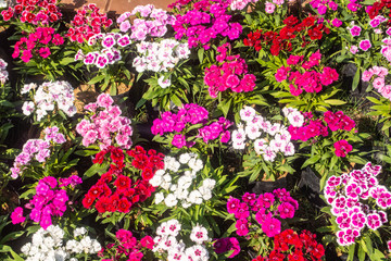 There are beautiful and colorful flowers in the garden Bangkok of Thailand