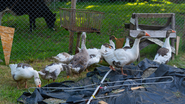 familia, campo, gansos, ganso, cerca, &aacute;rbol, hojas, ranas, cerco, malla, aves, tierra, vaca, antigua, parvada, antena, campo