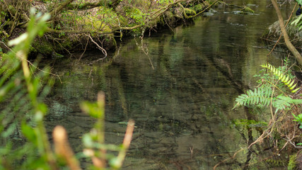 parque, aire libre, tierra, bosque, naturaleza, hojas, ramas, estero, agua