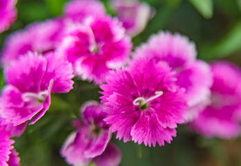 Obraz premium purple flower