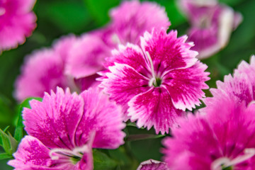 Obraz premium purple flower