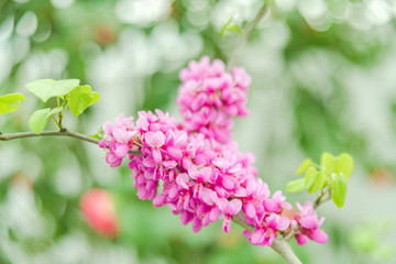 Obraz premium pink flowers