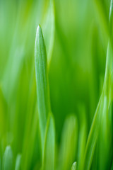 Close Up of New Freshly Grown Wheatgrass