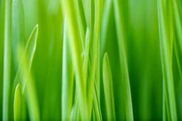 Fototapeta na wymiar Close Up of New Freshly Grown Wheatgrass