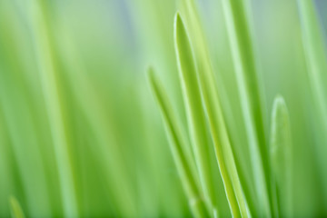 Close Up of New Freshly Grown Wheatgrass