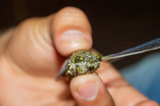 bug cicada