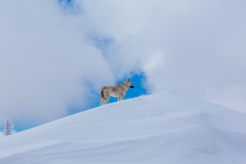 Lonely small grey dog on the top of a snowy hill