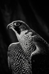 Perigrine Falcon
