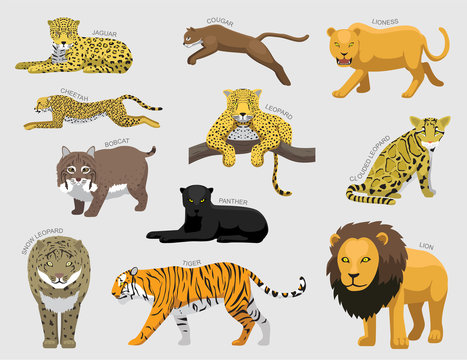 Feline Tiger Set Various Kind Identify Cartoon Vector-01