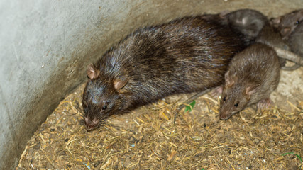 Wild or field rats is the language that Thailand people call Which be used to make food, And now this type of rat is difficult to find,  People therefore to spread a breed this type is a career