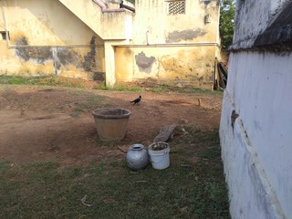 The crow on the ground.