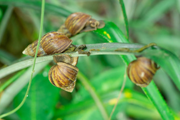 Many snails bite to eat the plants and feces into the ground and as compost for plants