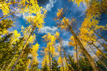 Yellow and Gold Aspen