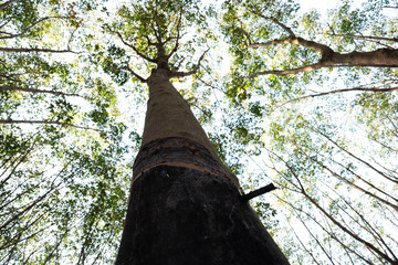Fototapeta premium East of Thailand: December 2019, rubber tree plantation.