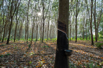 East of Thailand: December 2019, latex sap drips from the rubber tree.