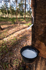 East of Thailand: December 2019, latex sap drips from the rubber tree.