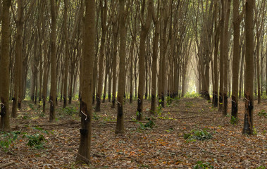 East of Thailand: December 2019, rubber tree plantation.